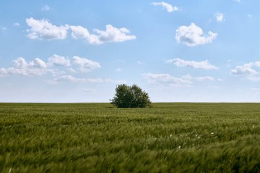 Parlak mavi gökyüzünün altında, geniş yeşil bir tarlanın ortasında duran tek bir ağaç dağınık beyaz bulutlu, minimalist rahatlatıcı manzaralı.