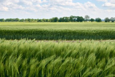 Canlı yeşil buğday tarlaları, bulutlarla dolu parlak gökyüzü çizgisi boyunca uzanıyor. Sonsuz olasılıkları ve özgürlüğü yansıtıyor.