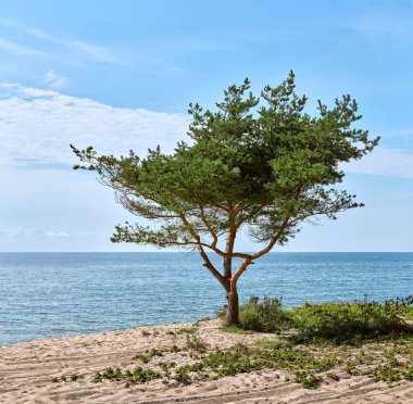 Yalnız ağaç, kumlu sahilde dayanıklı bir şekilde duruyor. Dallar, parlak mavi gökyüzünün altında, sakin ve geniş bir okyanusa doğru uzanıyor. Sahne huzuru ve yalnızlığı çağrıştırıyor, doğanın sessiz gücünü vurguluyor.