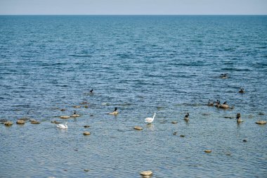 Huzurlu kıyı manzarasında kuğular ve çeşitli deniz kuşları serin mavi sularda dağınık kayalar arasında durgunluğu ve doğayla bağlantıyı çağrıştırıyor.