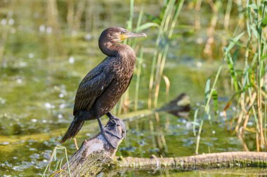 Karabatak, sakin sulak alanlarda, su ve sazlıklarla çevrili kütüklerin üzerinde zarifçe duruyor. Sahne, su yaban hayatının ve doğal güzelliğin özünü yakalar.