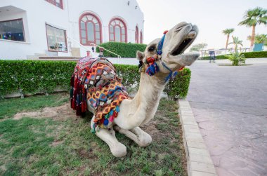 Canlı battaniyelerle bezenmiş deve, beyaz binanın yakınındaki yemyeşil bahçede bulunur. Geniş açı yeşilliği ve açık gökyüzünü yakalar. Yumuşak ışık, huzurlu ortamı güçlendirir.