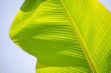 Arkaplandaki muz yaprağının canlı yeşil renkleri yakalama görüntüsü. Güneş ışığı, açık gökyüzünün parlaklığını artırmasıyla, karmaşık gölge ve ışık desenleri yaratır.
