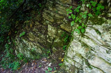 Yıpranmış kaya yüzeyi yemyeşil bitkilerle bezenmiş. Güneş ışığı yaprakların arasından süzülüyor, gölgeler dökülüyor. Yere düşen yapraklar ve toprak bulaşmış.
