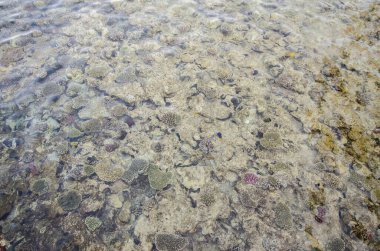 Tropikal tatil beldesindeki berrak ve sığ suların altındaki güneşli mercan resiflerinin göz kamaştırıcı manzarası. Doğal desenler sakin kıyı ortamında büyüleyici görsel efektler yaratır.