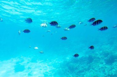 Çizgili balıklar berrak mavi okyanusta zarafetle süzülür. Güneş ışığı, aşağıdaki canlı mercanlarda desenler oluşturarak nüfuz eder. Serene su manzarası düşük açıdan görülüyor