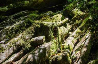 Ormanda güneş ışığı altında yemyeşil yosunlarla kaplı engebeli kayalar. Manzara, ışık ile güçlendirilmiş kaya ve yosun doğal dokuyu ve zengin renkleri yakalar.