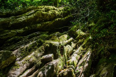 Ormanda güneş ışığı altında yemyeşil yosunlarla kaplı engebeli kayalar. Manzara, ışık ile güçlendirilmiş kaya ve yosun doğal dokuyu ve zengin renkleri yakalar.