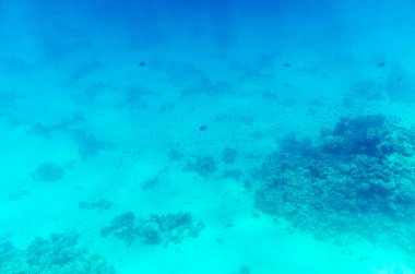 Geniş sualtı manzarası yumuşak turkuaz renkler sergiliyor. Hafif ışıklandırma kumlu okyanus tabanını ve dağınık mercan oluşumlarını ön plana çıkarıyor. Sakin, sakin atmosfer hüküm sürüyor.