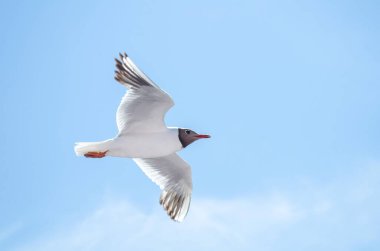 Zarif martı açık mavi gökyüzüne karşı uçuşun ortasında yakalandı. Kanatlar genişçe açılır ve karmaşık tüy desenleri ortaya çıkar. Yumuşak güneş ışığı dinginliği artırır, açık atmosferi.