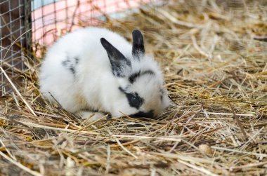 Siyah işaretli küçük tüylü tavşan kafesteki samanların üzerinde duruyor. Yumuşak ışıklandırma kürk dokusunu ön plana çıkarır. Sakin atmosfer ve sıcak tonlar samimi hissi arttırır.