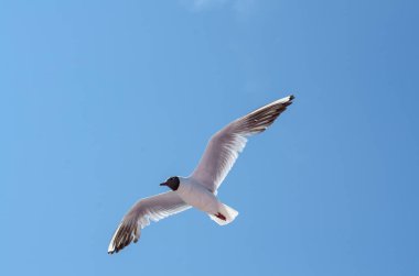 Canlı mavi gökyüzüne uzanmış kanatları olan martılar uçuyor. Güneş ışığı tüyleri vurgular, yumuşak gölgeler bırakır. Aşağıdan yakalanmış, özgürlük ve zarafeti çağrıştırıyor.