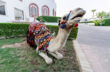 Renkli kumaşlarla süslenmiş deve beyaz binanın yanındaki yeşil çimlerde diz çöker. Parlak, berrak ışıklandırma zarif desenleri vurgular. Uzakta ağaçlarla sakin, sakin bir ortam.