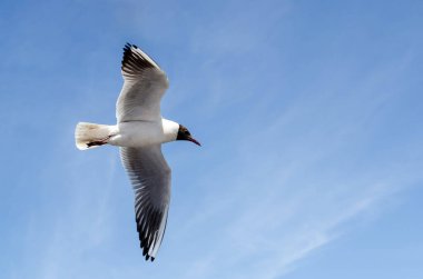 Zarif martı, parlak mavi gökyüzünde zahmetsizce süzülüyor. Kuş kanat genişliğinde süzülürken güneş ışığı tüyleri ön plana çıkar. Mükemmel an özgürlük duygusunu yakalar.
