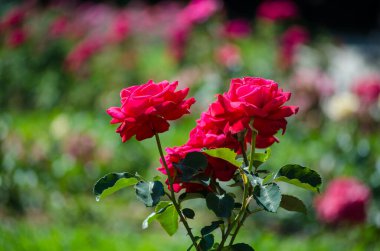 Güneşli bahçede canlı kırmızı güller, yemyeşil yapraklar sergileniyor. Arka plandaki yumuşak bokeh etkisi canlı çiçekli görüntüyü artırır. Parlak doğal renkler sahneye hakim.