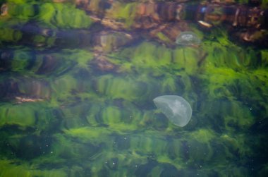 Şeffaf denizanaları canlı yeşil suda huzur içinde yüzerler. Işık yüzeyden yansıyarak dalgalı desenler yaratır. Doğal su manzarası huzur verici ve büyüleyici.