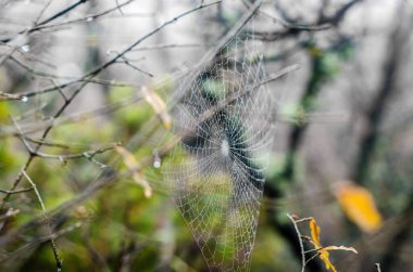 Karmaşık örümcek ağı sisli Kırım manzarasının ortasında parlıyor. Sabah çiği, etrafındaki yaprakların bulanıklaşmasıyla hassas yapıyı güçlendirir. Bastırılmış ışıklandırma ruhani bir ortam yaratıyor.