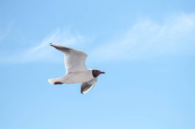 Zarif martı zarif bir şekilde açık mavi gökyüzünde süzülüyor. Kuşların kanatları tamamen yayılmış, ayrıntılı tüyleri görünüyor. Yumuşak beyaz bulutlar dingin arkaplan ekler