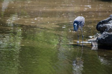 Balıkçıl kayalık nehir kıyısında tek ayak üzerinde duruyor. Sakin su yeşil yaprakları yansıtır. Yumuşak gün ışığı dinginliği ve doğal atmosferi arttırır.