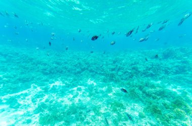 Geniş mercan resifleri parlak turkuaz suların altında gelişir. Çizgili balıklar yukarıda yüzerek dinamik bir sahne yaratıyor. Güneş ışığı çeşitli deniz yaşamlarına nüfuz eder.