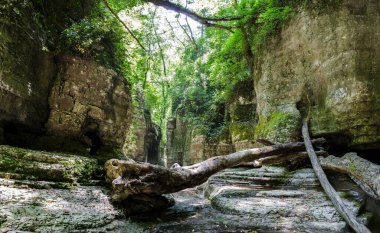 Güneş ışığı, yoğun yaprakların arasından filtreleyerek pitoresk vadiye ulaşır. Devrilen ağaçlar kayalık arazi boyunca uzanır, dik taş duvarlarla çerçevelenir. Canlı yeşiller sakin ortama hakim.