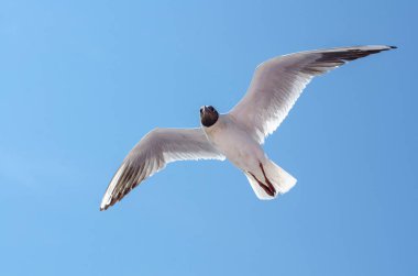 Martı, açık mavi gökyüzüne doğru uçuşun ortasında yakalandı. Kanatlar geniş açılır, aerodinamik zarafet sergiler. Işık tüy dokusunu güçlendirir, dingin bir sahne yaratır
