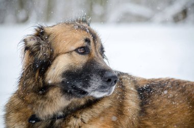 Kahverengi kürklü ve siyah yakalı tüylü köpek açık karda duruyor. Kar taneleri noktalı palto, neşeli, neşeli ifadeye katkı sağlıyor. Beyaz arka plan kış atmosferini artırır