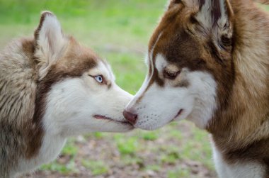 İki köpek yavrusu canlı yeşil arazide karşı karşıya, karşılıklı sevgi gösteriyorlar. Bulutlu aydınlatma huzurlu ve samimi anı arttırır. Sahne sükunet ve bağlantı hissi yayar