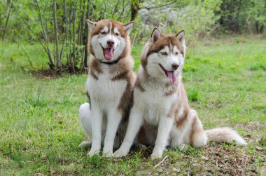 İki Sibirya köpeği yemyeşil çimlerin üzerinde güneşli parkta dinleniyor. Kürkleri doğal ışık altında parıldıyor. Huzurlu bir ortamın tadını çıkarıyorlar. Arka plandaki ağaçlar canlı sahneye derinlik ekler
