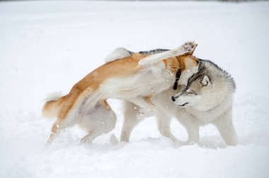 İki köpek, yağan karlar arasında neşeli bir sahnede kucaklaşır. Karla kaplı zemin, sakin kış atmosferini geliştirir. Flakes rüzgarı dinamik hareket ekler