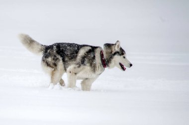 Husky el değmemiş karda coşkuyla koşuyor. Arkaplan yumuşak beyaz karla dolu, dingin kış atmosferini taşıyor. Canlı, enerjik bir sahne köpek özgürlüğü ve neşe sergiliyor.