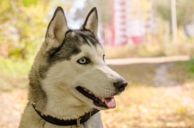 Close-up of husky with striking blue eyes in park. Soft sunlight highlights fluffy coat. Background shows blurred autumn foliage, creating warm, inviting scene clipart