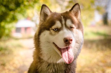 Bereketli kürklü Sibirya Husky 'si sıcak güneş ışığında dışarıda duruyor. Arka planda altın yapraklar ve yumuşak bir odak noktası var. Huzurlu ve neşeli bir atmosfer yaratıyor. Portre canlı, neşeli bir ifade yakalar