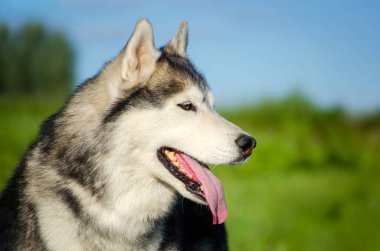 Dili dışarı çıkmış, güneş ışığının tadını çıkaran iri yapılı bir köpek. Bereketli yeşil alan ve mavi gökyüzü canlı bir zemin oluşturarak köpeklerin neşeli ifadesini ön plana çıkarıyor. Profil görünümü dinginliği yakalar