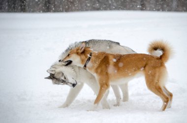 İki köpek, yağan karlar arasında neşeli bir sahnede kucaklaşır. Karla kaplı zemin, sakin kış atmosferini geliştirir. Flakes rüzgarı dinamik hareket ekler
