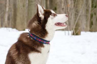 Renkli yaka giyen kahverengi ve beyaz kurt köpekleri karlı ormanda otururlar. Köpekler yukarı bakarken ağaçlar sakin bir zemin oluşturur. Doğal ışık dingin atmosferi artırır
