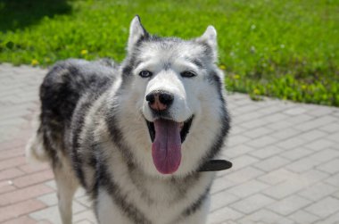 Çarpıcı mavi ve kahverengi gözlü Husky, güneşli asfalt yolda duruyor. Dilini çıkar, sıcak günün tadını çıkar. Bulanık yeşil çimenler sahneye canlı karşıtlık ekler