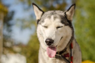 Charming siberian husky gazing attentively in sunlit park. Bright fur contrasts lush greenery, captured in natural daylight. Leather collar adds subtle detail, emphasizing elegant poise clipart