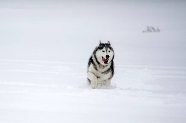 Husky el değmemiş karda coşkuyla koşuyor. Arkaplan yumuşak beyaz karla dolu, dingin kış atmosferini taşıyor. Canlı, enerjik bir sahne köpek özgürlüğü ve neşe sergiliyor.