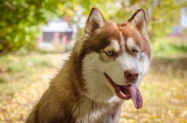 Bereketli kürklü Sibirya Husky 'si sıcak güneş ışığında dışarıda duruyor. Arka planda altın yapraklar ve yumuşak bir odak noktası var. Huzurlu ve neşeli bir atmosfer yaratıyor. Portre canlı, neşeli bir ifade yakalar