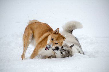 İki köpek, yağan karlar arasında neşeli bir sahnede kucaklaşır. Karla kaplı zemin, sakin kış atmosferini geliştirir. Flakes rüzgarı dinamik hareket ekler