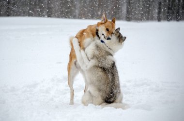 İki köpek, yağan karlar arasında neşeli bir sahnede kucaklaşır. Karla kaplı zemin, sakin kış atmosferini geliştirir. Flakes rüzgarı dinamik hareket ekler