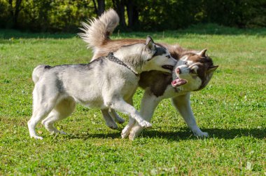 İki köpek yavrusu açık mavi gökyüzünün altındaki canlı yeşil çimlerde neşeyle oynuyorlar. Parlak gün ışığı onların enerjik hareketlerini ve tüylü kürklerini vurgular. Açık alan onların ruhsal etkileşimini güçlendirir.