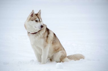 Sibirya Husky 'si karlı alanda sakince oturur, kırmızı yakalı. Bulutlu ışık huzurlu ve kış atmosferini yaratır. Yumuşak beyaz kar özenli köpeği sarıyor