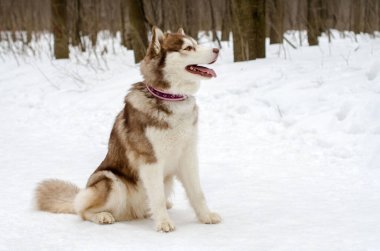 Sibirya Husky yapraksız orman ağaçlarıyla çevrili karda zarifçe oturur. Havalı tonlar, kış atmosferini vurguluyor. Köpekler pembe tasma kontrastı ekler