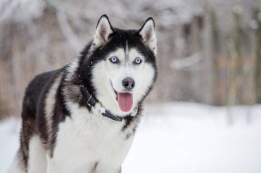 Sibirya Husky 'si karlı zeminde duruyor, mavi gözleri canlı. Bulutlu gökyüzü yumuşak ve dağınık bir ışık yayar. Kış sahnesi bulanık, ağaçlık arkaplan içerir