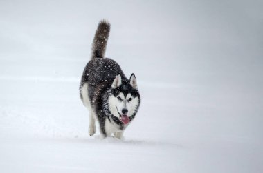 Nazik kar yağışıyla çevrili, beyaz karların arasında Husky yürüyor. Arka planda kışın seyrek görülen bitki örtüsü yavaşça bulanıklaştı ve derinlik kazandırdı. Serin tonlar dingin ve soğuk atmosfer yaratır.