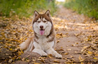Husky düşen sonbahar yapraklarının arasında dinleniyor. Yumuşak güneş ışığı ağaçların arasından süzülüp sıcak ve davetkar bir atmosfer yaratır. Huskys kürkü, toprak tonlarına karşı güzelce zıtlaşır.