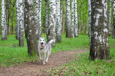 Huş ağacı ormanında toprak yolda koşan enerjik Sibirya kurdu. Manzara canlı yeşillikleri beyaz ağaç gövdeleriyle yakalıyor. Bulutlu aydınlatma, sakin orman atmosferini arttırır.