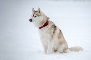 Sibirya Husky 'si karlı alanda sakince oturur, kırmızı yakalı. Bulutlu ışık huzurlu ve kış atmosferini yaratır. Yumuşak beyaz kar özenli köpeği sarıyor